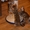 Чистокровные бенгальские котята - <ro>Изображение</ro><ru>Изображение</ru> #1, <ru>Объявление</ru> #1255399