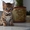 Чистокровные бенгальские котята - <ro>Изображение</ro><ru>Изображение</ru> #3, <ru>Объявление</ru> #1255399