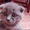 АКЦИЯ!!! Британские котята 300 грн (Днепродзержинск) - <ro>Изображение</ro><ru>Изображение</ru> #3, <ru>Объявление</ru> #1263693
