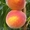 НОВЫЕ сорта саженцев персиков и нектаринов (США) от производителя!!! - <ro>Изображение</ro><ru>Изображение</ru> #5, <ru>Объявление</ru> #1311799