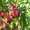 НОВЫЕ сорта саженцев персиков и нектаринов (США) от производителя!!! - <ro>Изображение</ro><ru>Изображение</ru> #3, <ru>Объявление</ru> #1311799