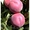 НОВЫЕ сорта саженцев персиков и нектаринов (США) от производителя!!!
