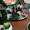 Новогодний пряничный домик - <ro>Изображение</ro><ru>Изображение</ru> #4, <ru>Объявление</ru> #1348001