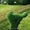 Рулонный газон, укладка газона, продажа газона - <ro>Изображение</ro><ru>Изображение</ru> #2, <ru>Объявление</ru> #1377499