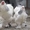 Продам цыплят брама светлая и куропатчатая, кокинхин  черный, орпингто - <ro>Изображение</ro><ru>Изображение</ru> #5, <ru>Объявление</ru> #1443336