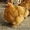 Продам цыплят брама светлая и куропатчатая, кокинхин  черный, орпингто - <ro>Изображение</ro><ru>Изображение</ru> #4, <ru>Объявление</ru> #1443336