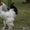 Продам цыплят брама светлая и куропатчатая, кокинхин  черный, орпингто - <ro>Изображение</ro><ru>Изображение</ru> #2, <ru>Объявление</ru> #1443336