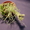 Продам Mammillaria gracilis - <ro>Изображение</ro><ru>Изображение</ru> #2, <ru>Объявление</ru> #877510