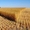 Закупаем зерновые на выгодных условиях - <ro>Изображение</ro><ru>Изображение</ru> #5, <ru>Объявление</ru> #1466077
