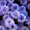 Хризантемы астра новобельгийская (морозец) махровая. #1481806