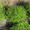 Хризантемы астра новобельгийская (морозец) махровая. - <ro>Изображение</ro><ru>Изображение</ru> #4, <ru>Объявление</ru> #1481806