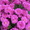 Хризантемы астра новобельгийская (морозец) махровая. - <ro>Изображение</ro><ru>Изображение</ru> #2, <ru>Объявление</ru> #1481806
