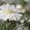 Хризантемы астра новобельгийская (морозец) махровая. - <ro>Изображение</ro><ru>Изображение</ru> #3, <ru>Объявление</ru> #1481806