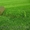 Газон рулонный зеленый - <ro>Изображение</ro><ru>Изображение</ru> #1, <ru>Объявление</ru> #1483503