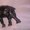 1957г Редкий Большой Слон Слоник Чугун Антик Скульптура Касли - <ro>Изображение</ro><ru>Изображение</ru> #3, <ru>Объявление</ru> #1498807