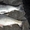 Продам живую рыбу (белый толстолобик) Доброполье т.0665060710 - <ro>Изображение</ro><ru>Изображение</ru> #2, <ru>Объявление</ru> #1548371
