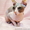Питомник предлагает  котят донского сфинкса WCF. - <ro>Изображение</ro><ru>Изображение</ru> #4, <ru>Объявление</ru> #1570608