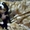 Перспективные щенки Бернского зенненхунда - <ro>Изображение</ro><ru>Изображение</ru> #2, <ru>Объявление</ru> #1580975