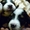 Перспективные щенки Бернского зенненхунда - <ro>Изображение</ro><ru>Изображение</ru> #1, <ru>Объявление</ru> #1580975