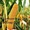 Семена французской кукурузы Элисон (урожайность 140 ц/га)  #1668963