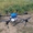 Агро дрон Reactive Drone Agric RDE616 Basic - <ro>Изображение</ro><ru>Изображение</ru> #3, <ru>Объявление</ru> #1674370