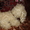 Продам собаку мягкую игрушку,   - <ro>Изображение</ro><ru>Изображение</ru> #3, <ru>Объявление</ru> #1701141