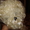 Продам собаку мягкую игрушку,   - <ro>Изображение</ro><ru>Изображение</ru> #2, <ru>Объявление</ru> #1701141