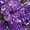 Вегетативная ампельная петуния - <ro>Изображение</ro><ru>Изображение</ru> #3, <ru>Объявление</ru> #1704862