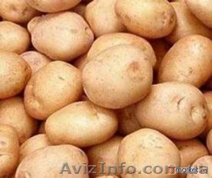 Картофель картошка - <ro>Изображение</ro><ru>Изображение</ru> #1, <ru>Объявление</ru> #32058