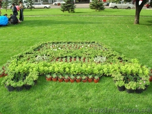 Озеленение декоративными растениями из собственного питомника - <ro>Изображение</ro><ru>Изображение</ru> #1, <ru>Объявление</ru> #46092