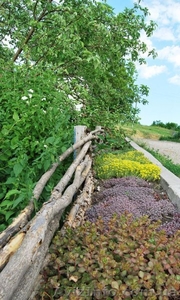 Озеленение декоративными растениями из собственного питомника - <ro>Изображение</ro><ru>Изображение</ru> #3, <ru>Объявление</ru> #46092