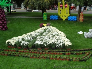Озеленение декоративными растениями из собственного питомника - <ro>Изображение</ro><ru>Изображение</ru> #4, <ru>Объявление</ru> #46092