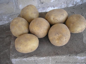 продам картофель урожая 2010 года - <ro>Изображение</ro><ru>Изображение</ru> #1, <ru>Объявление</ru> #58210