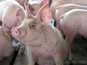 Мясо свинины оптом - <ro>Изображение</ro><ru>Изображение</ru> #1, <ru>Объявление</ru> #67975