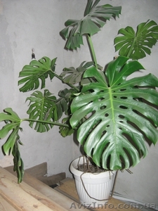Комнатное растение "Монстера" - <ro>Изображение</ro><ru>Изображение</ru> #1, <ru>Объявление</ru> #80317