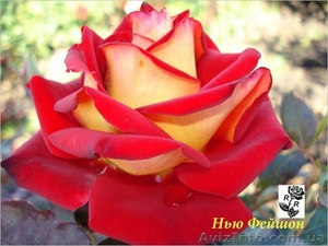 Частный питомник предлагает посадочный материал роз: штамбовые, плетис - <ro>Изображение</ro><ru>Изображение</ru> #1, <ru>Объявление</ru> #98746