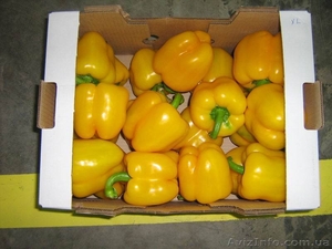 Сладкий перец экспорт из Египта - <ro>Изображение</ro><ru>Изображение</ru> #2, <ru>Объявление</ru> #110186