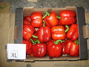 Сладкий перец экспорт из Египта - <ro>Изображение</ro><ru>Изображение</ru> #4, <ru>Объявление</ru> #110186