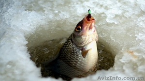 Крупный мотыль для зимней рыбалки - <ro>Изображение</ro><ru>Изображение</ru> #1, <ru>Объявление</ru> #167484