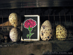 Молодые перепела, яйца  - <ro>Изображение</ro><ru>Изображение</ru> #1, <ru>Объявление</ru> #309644