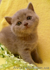 Питомник продает котят скоттиш фолд и страйт