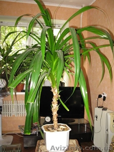 Продам комнатное растение Панданус Вейча. - <ro>Изображение</ro><ru>Изображение</ru> #3, <ru>Объявление</ru> #347400