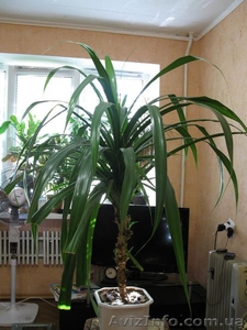 Продам комнатное растение Панданус Вейча. - <ro>Изображение</ro><ru>Изображение</ru> #1, <ru>Объявление</ru> #347400