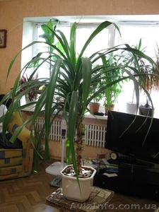 Продам комнатное растение Панданус Вейча. - <ro>Изображение</ro><ru>Изображение</ru> #2, <ru>Объявление</ru> #347400
