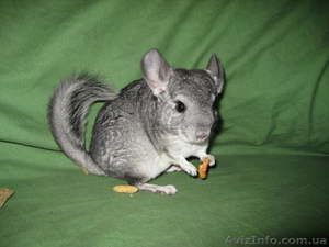 Шишнилла-мальчик,  5 мес.