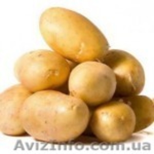 Продам картофель оптом по Украине - <ro>Изображение</ro><ru>Изображение</ru> #1, <ru>Объявление</ru> #372611