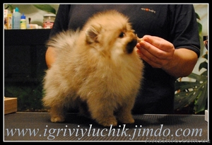 шпиц немецкий, померанский.Доставка по Украине