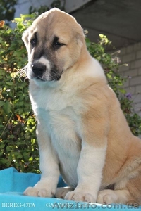 Продаю щенков   СРЕДНЕАЗИАТСКОЙ  ОВЧАРКИ ( АЛАБАЯ)