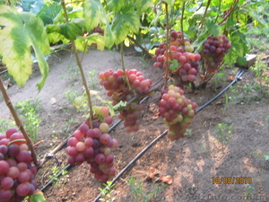 Продам Элитные сорта винограда - <ro>Изображение</ro><ru>Изображение</ru> #1, <ru>Объявление</ru> #402959