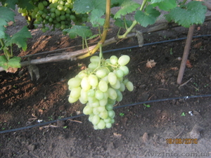 Продам Элитные сорта винограда - <ro>Изображение</ro><ru>Изображение</ru> #2, <ru>Объявление</ru> #402959